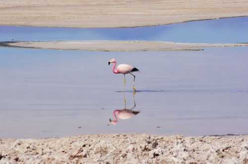 TREKKING NEL DESERTO DI ATACAMA 2015